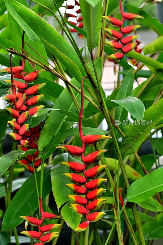 Heliconia /龙虾爪/巨嘴鸟峰